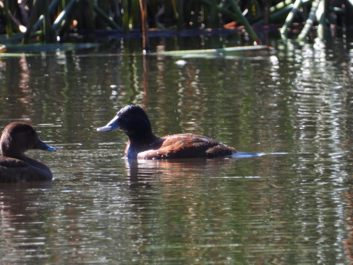 kachnice australská - ML645608322