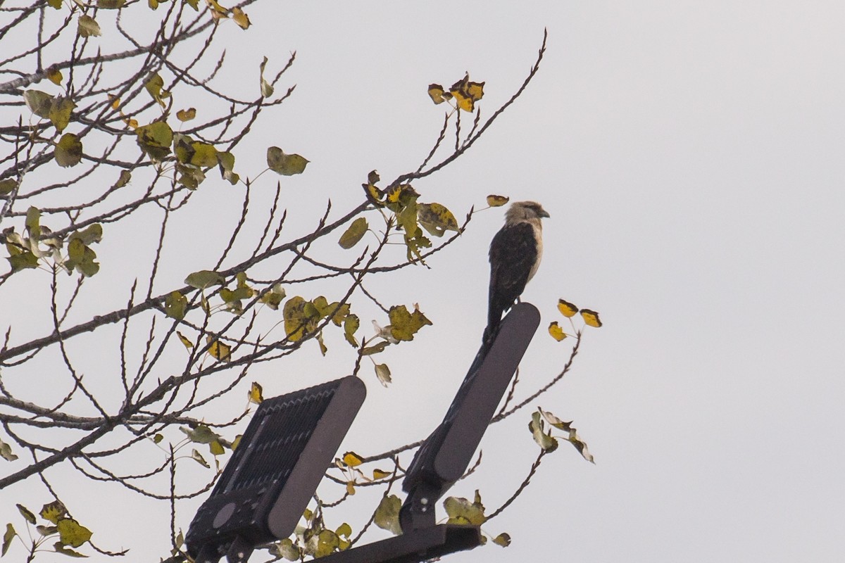 キバラカラカラ - ML645608325