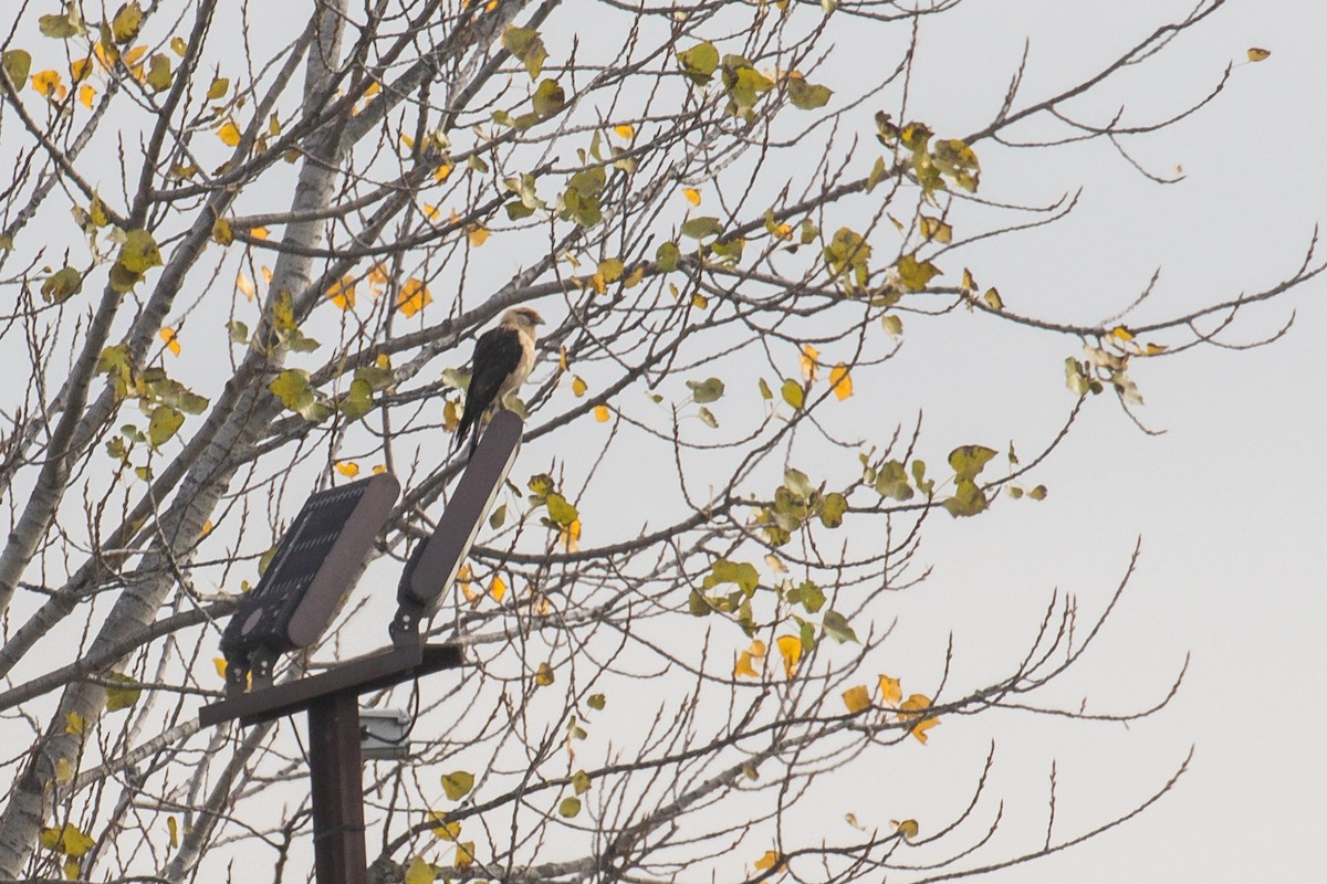 キバラカラカラ - ML645608326