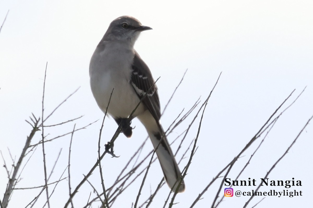 Northern Mockingbird - ML645608330