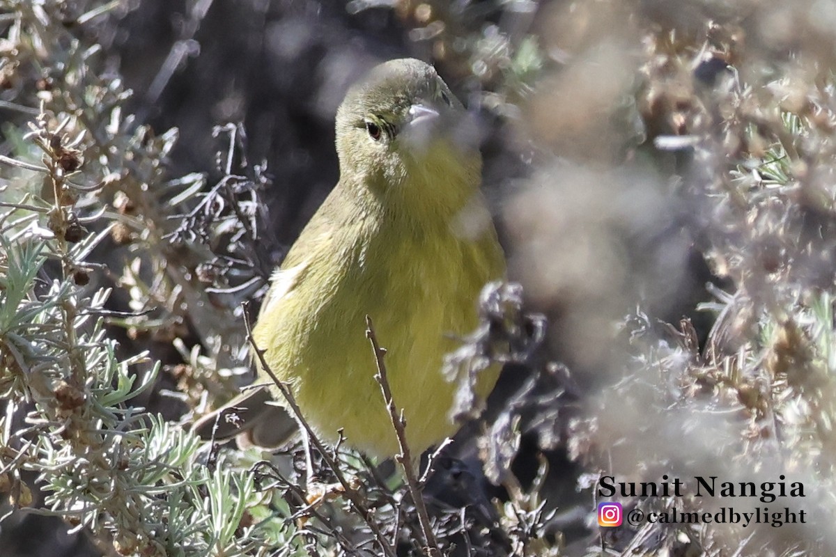Orange-crowned Warbler - ML645608335