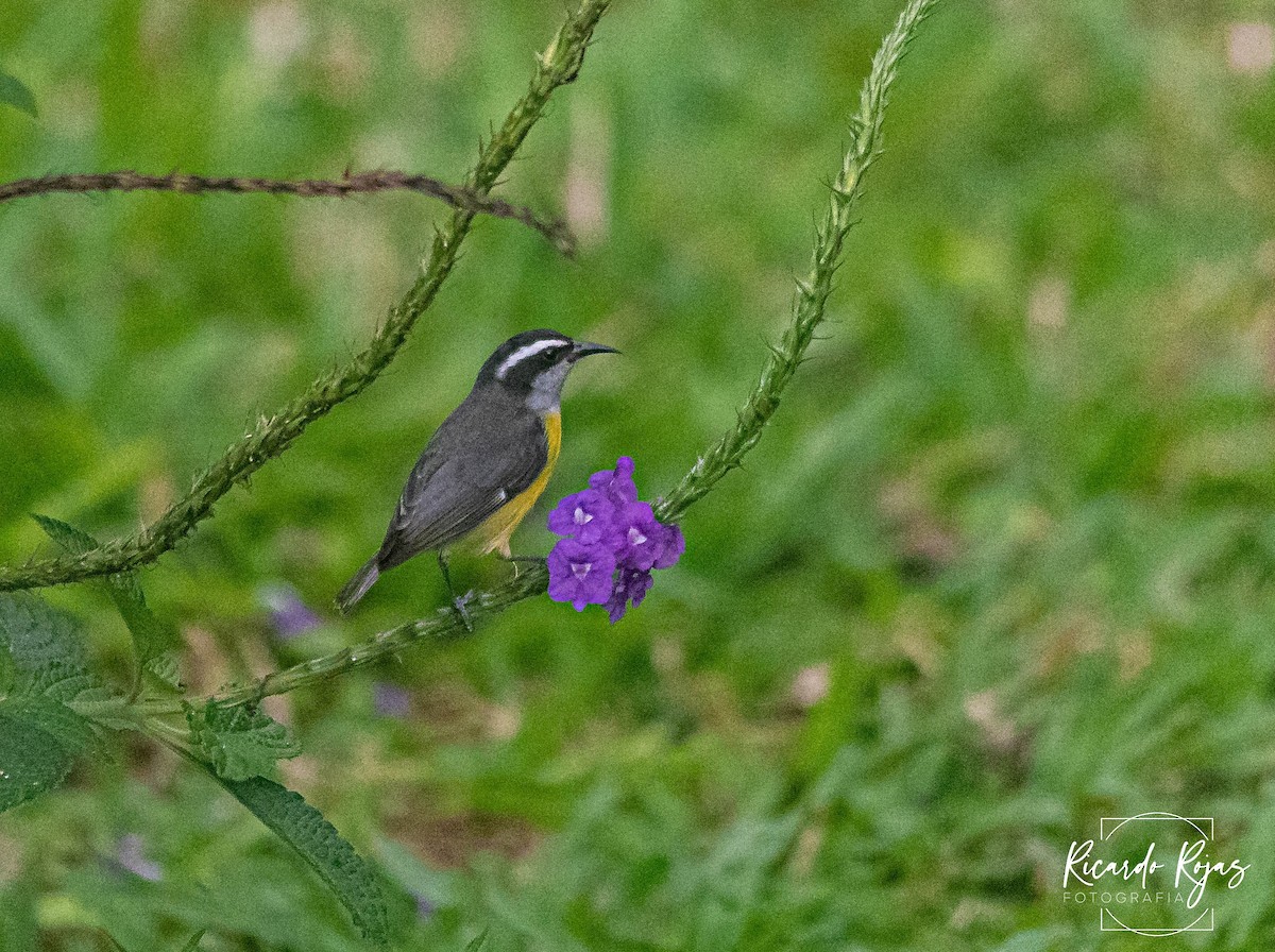 Bananaquit - ML645608337