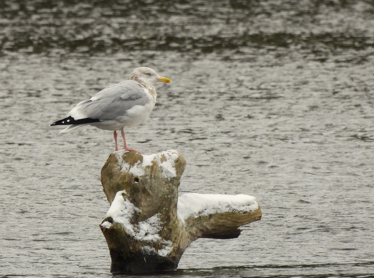 American Herring Gull - ML645608345