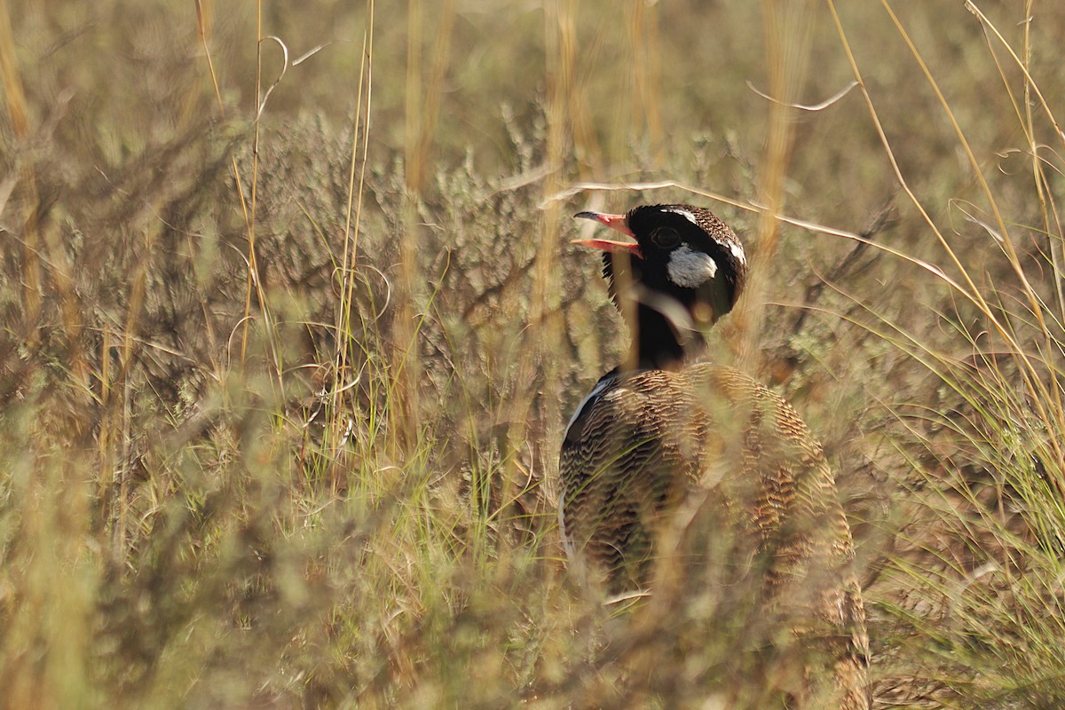 White-quilled Bustard - ML645608346