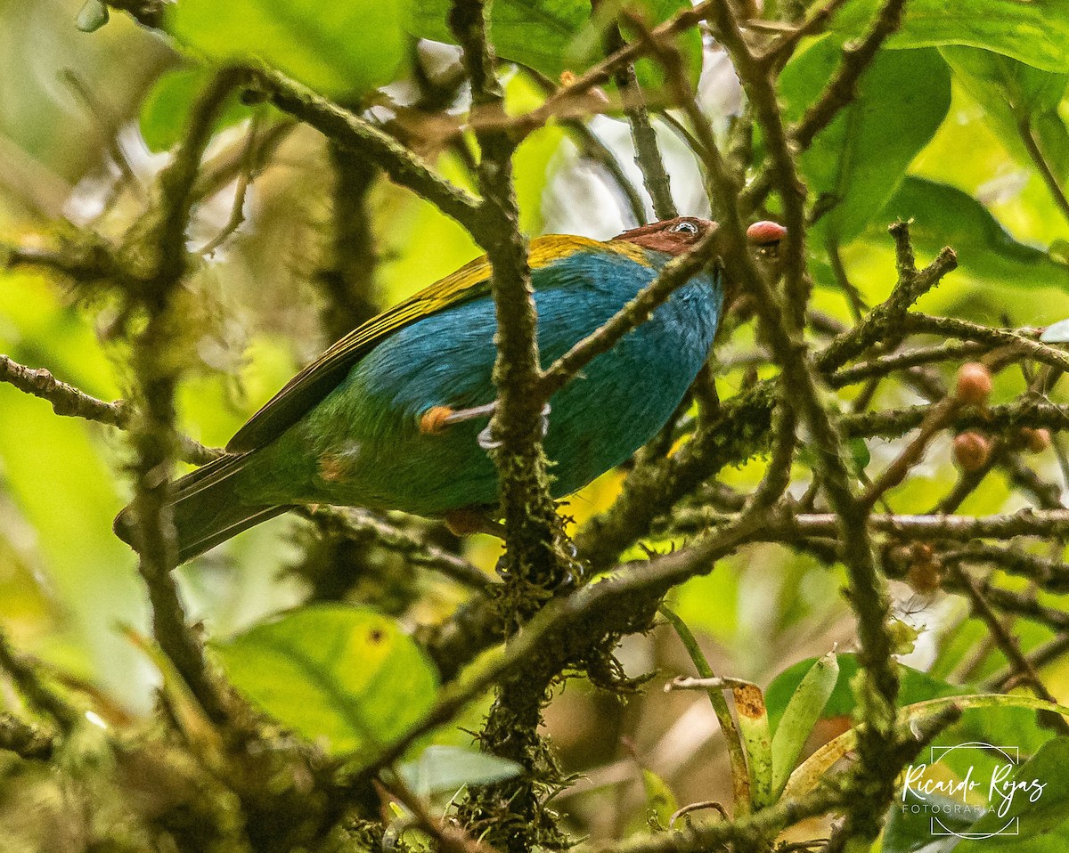 Bay-headed Tanager - ML645608351