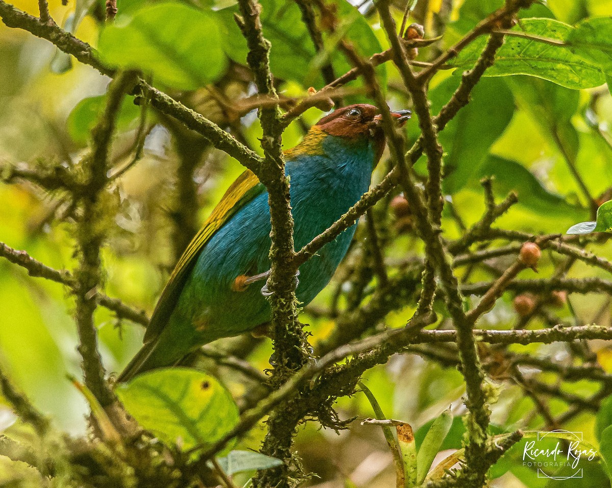 Bay-headed Tanager - ML645608352