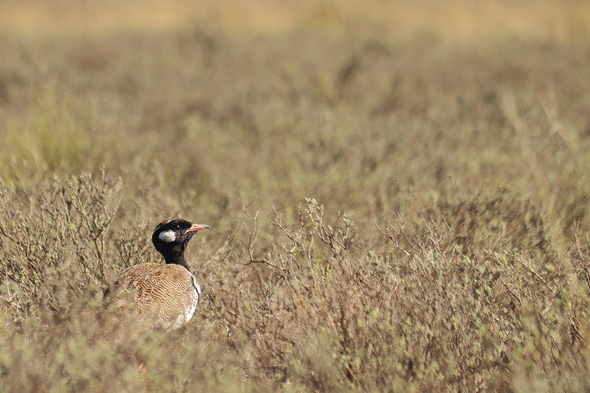 White-quilled Bustard - ML645608354