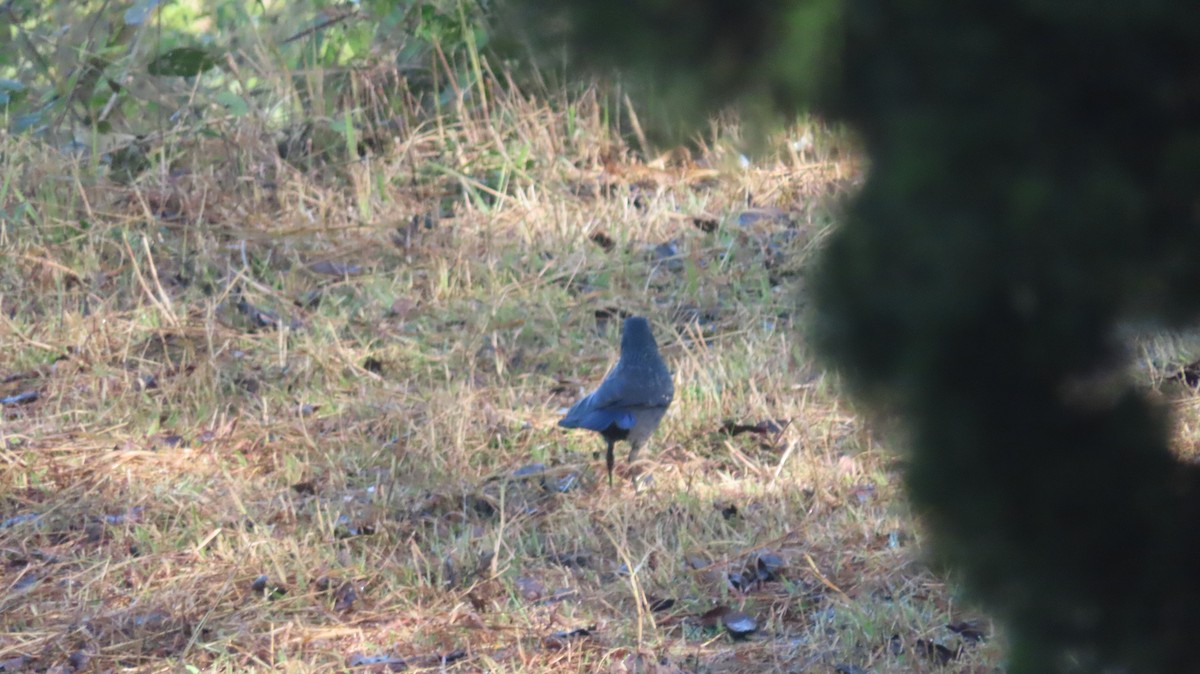 Blue Whistling-Thrush - ML645608355