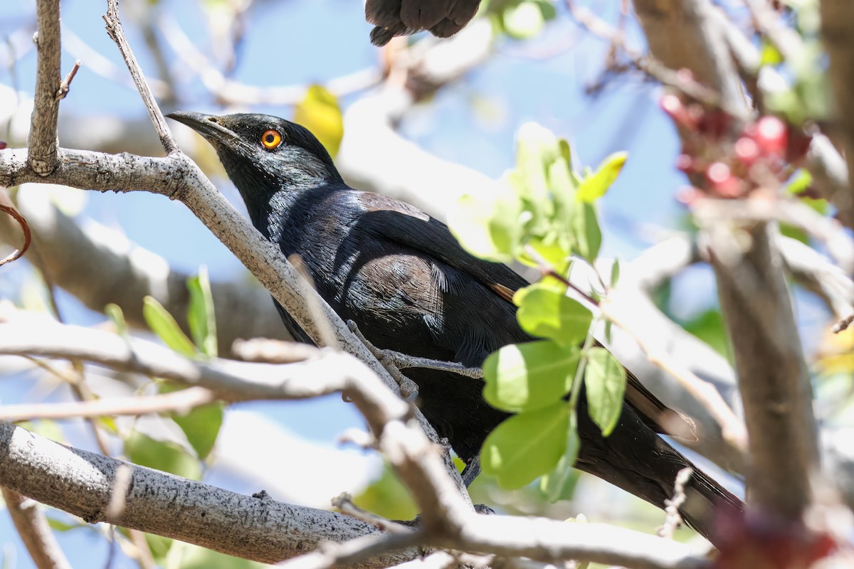 Бледнокрылый скворец - ML645608360