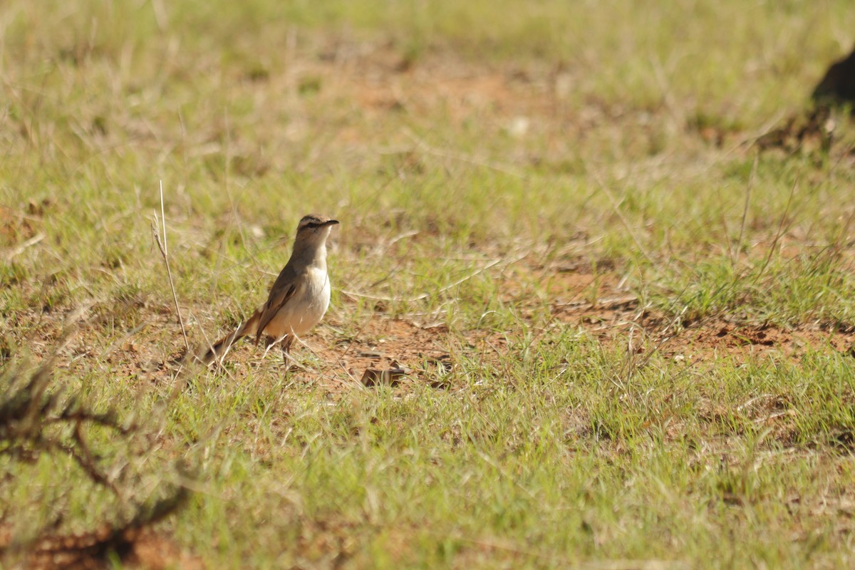 Kalahari Scrub-Robin - ML645608363