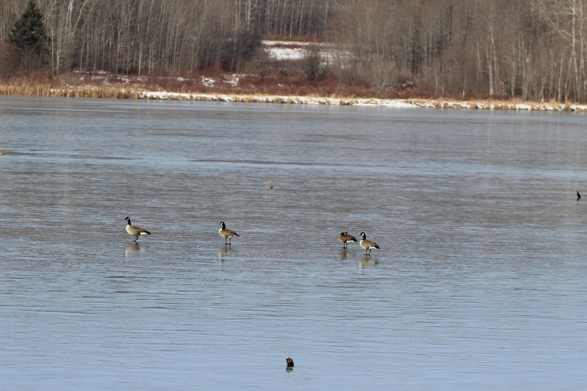 Oca canadese maggiore - ML645608371