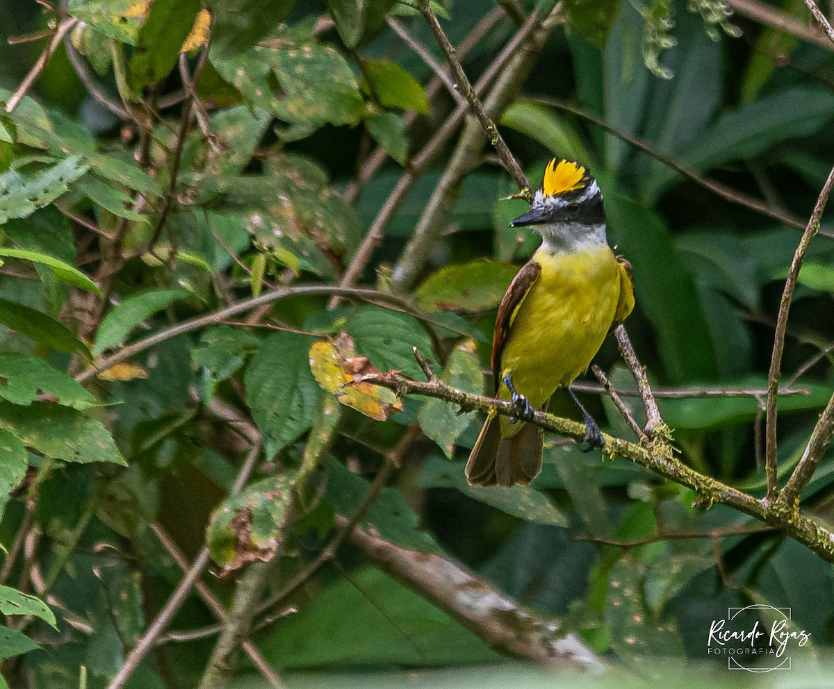 Great Kiskadee - ML645608373