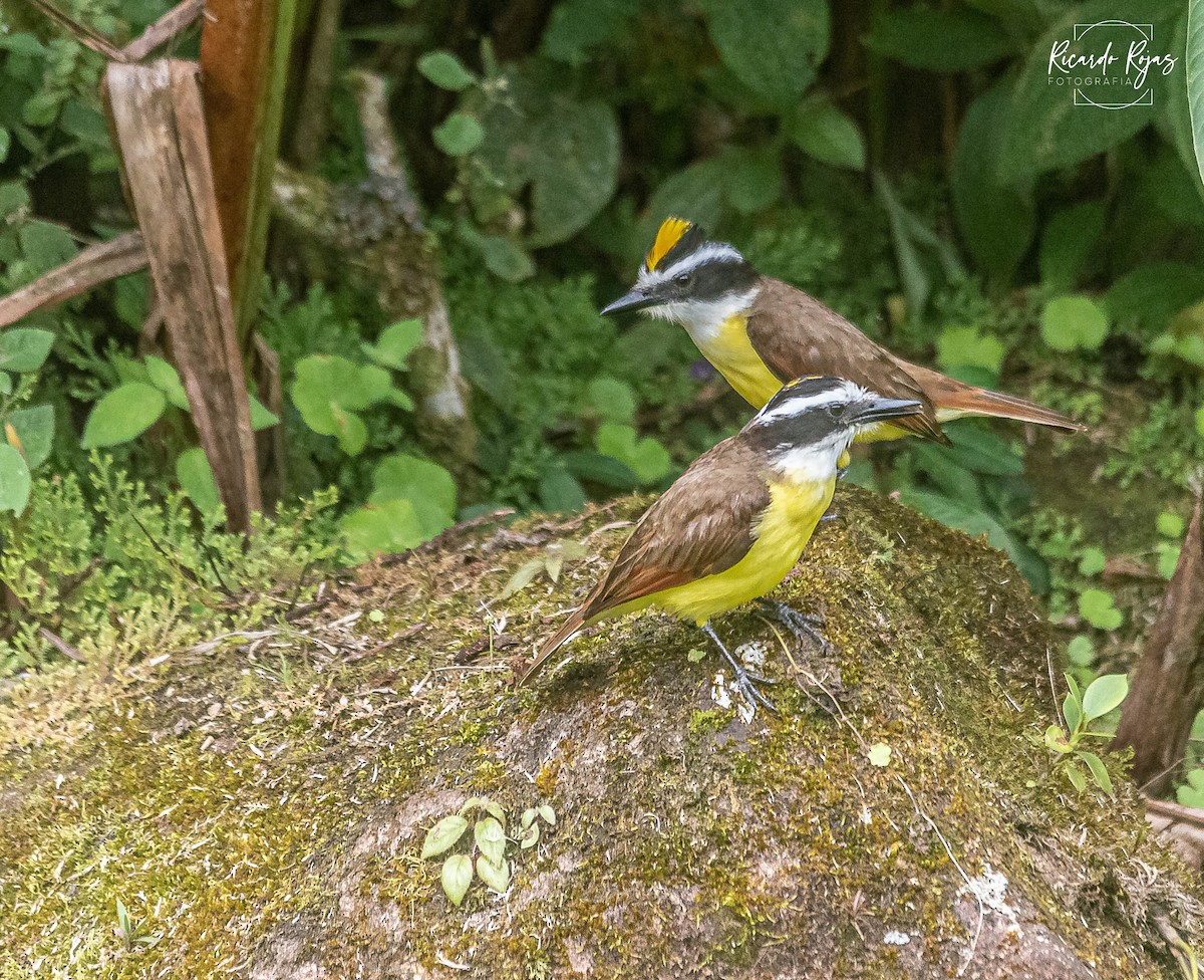 Great Kiskadee - ML645608374