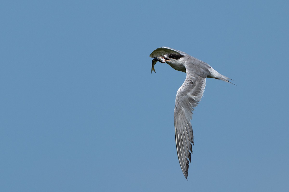 Forster's Tern - ML645608378