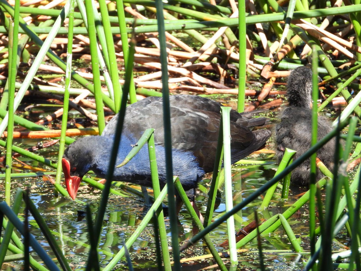 slípka australasijská - ML645608391