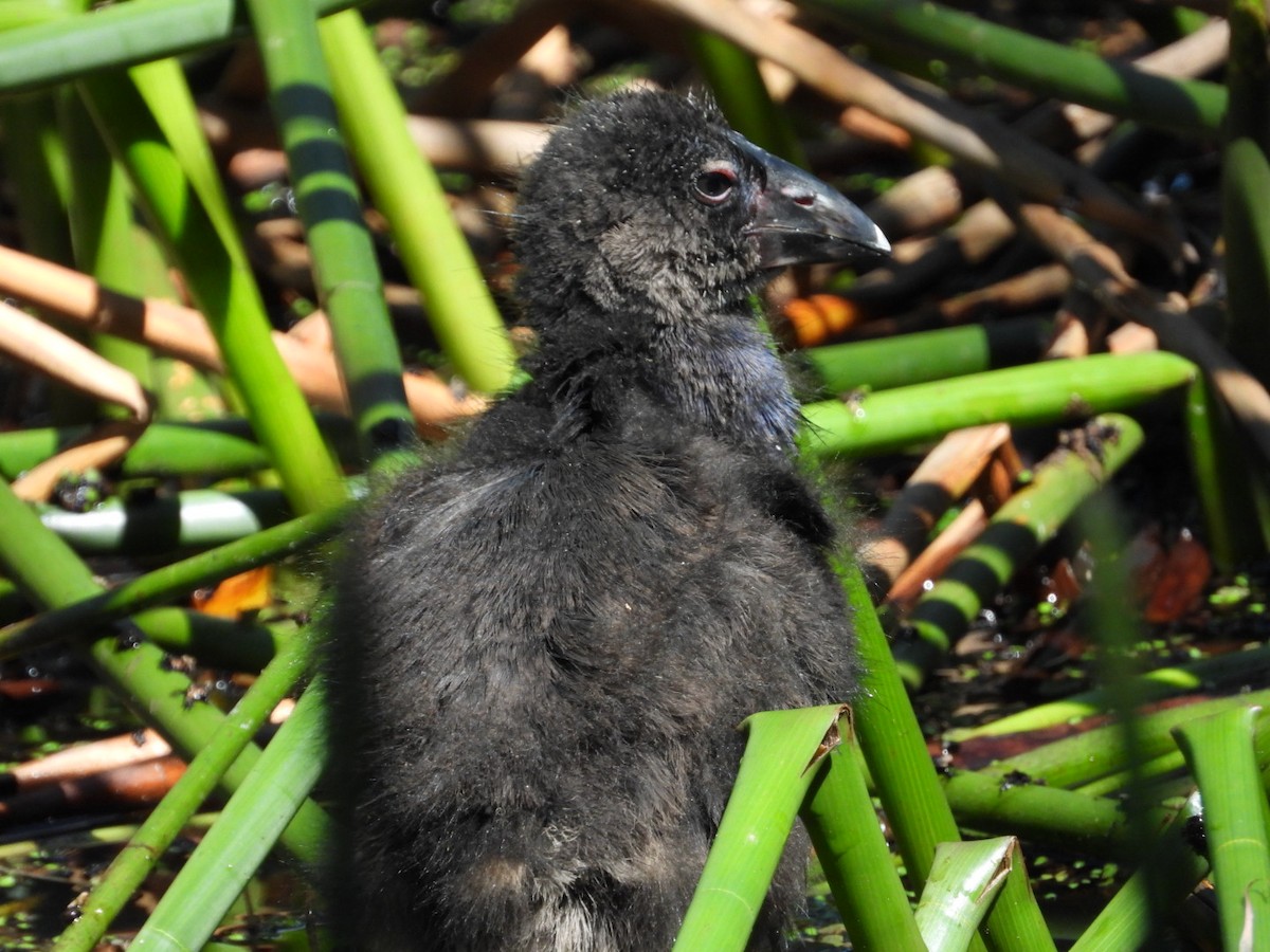 slípka australasijská - ML645608392