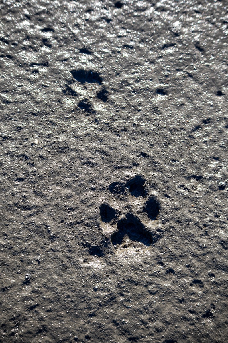 Coyote - ML645608394