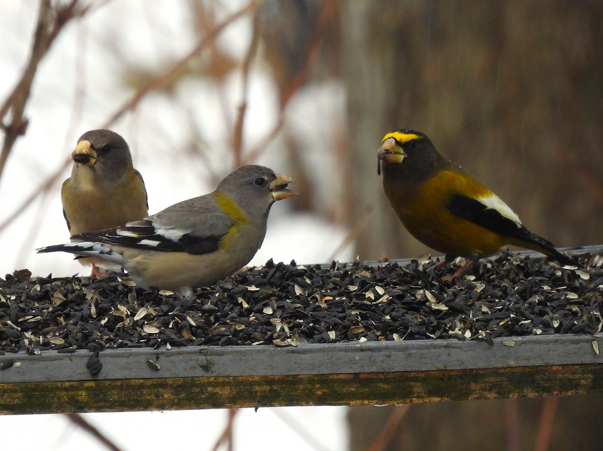 Evening Grosbeak - ML645608395
