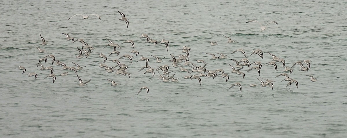 Txirri zuria - ML645608401