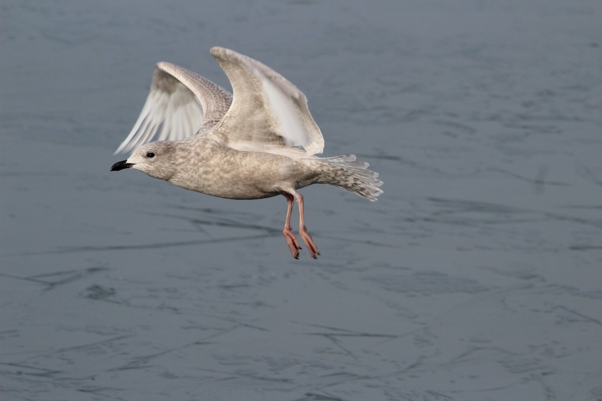 Iceland Gull (kumlieni) - ML645608407