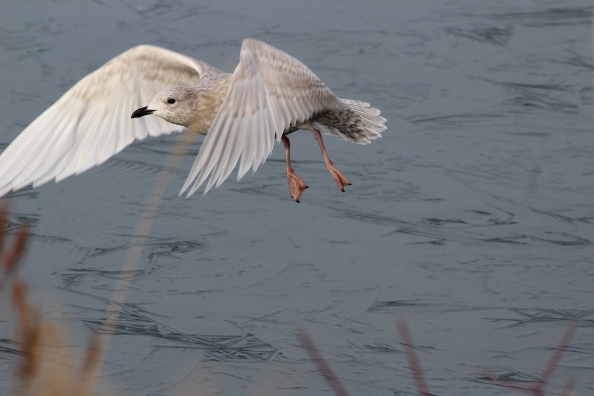 Iceland Gull (kumlieni) - ML645608408