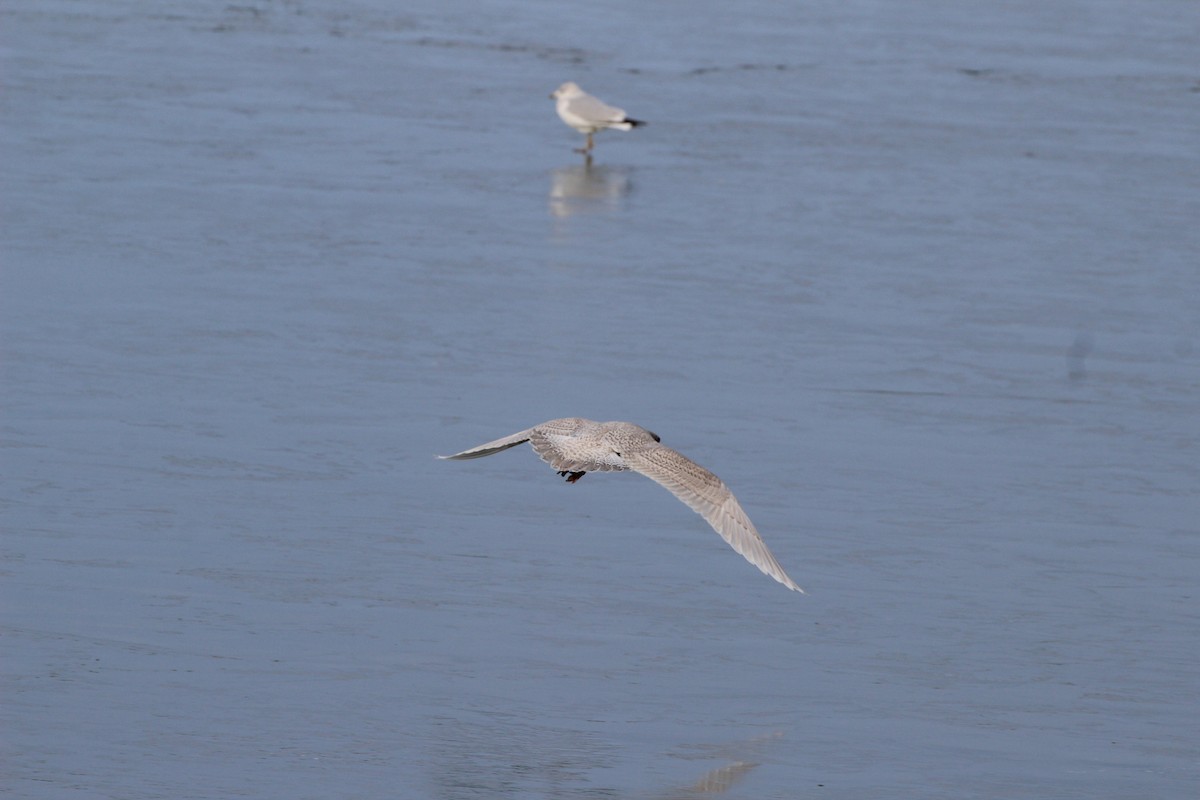 Iceland Gull (kumlieni) - ML645608409