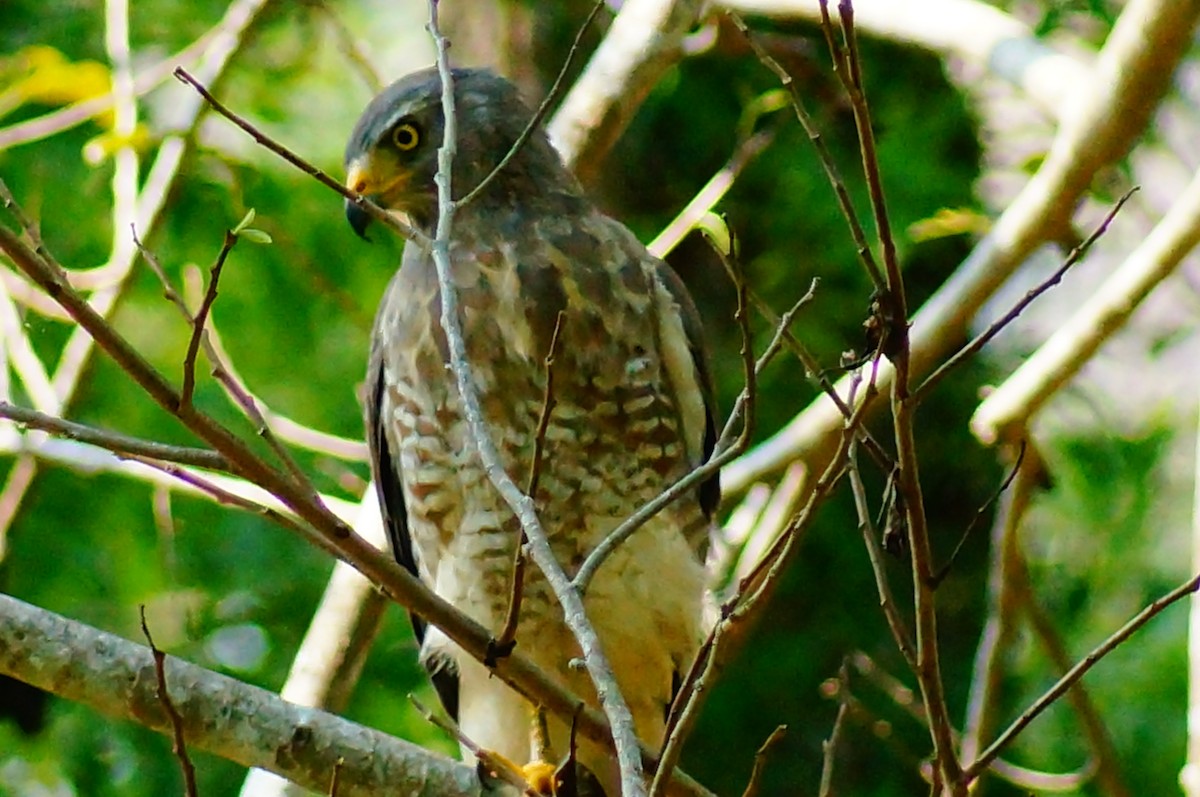 Roadside Hawk - ML645608410