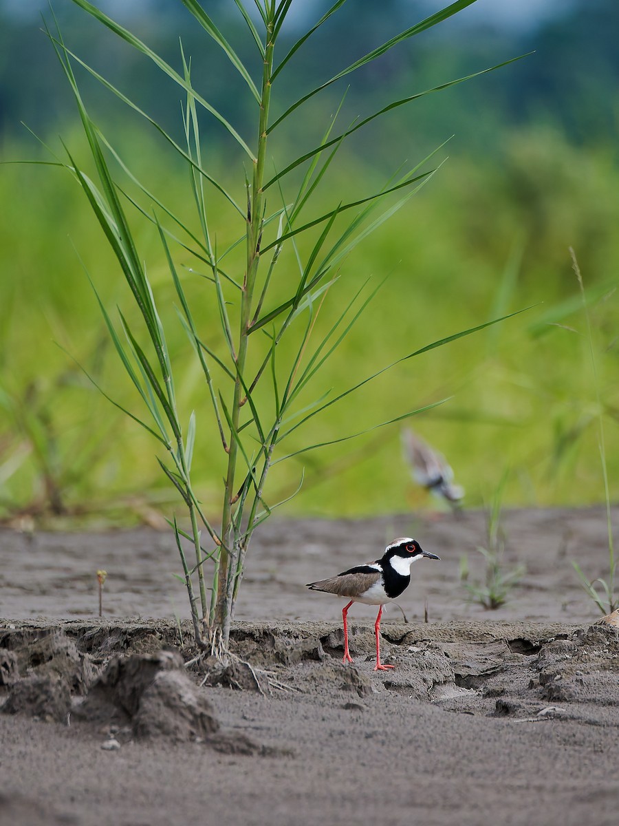 Pied Plover - ML645608413