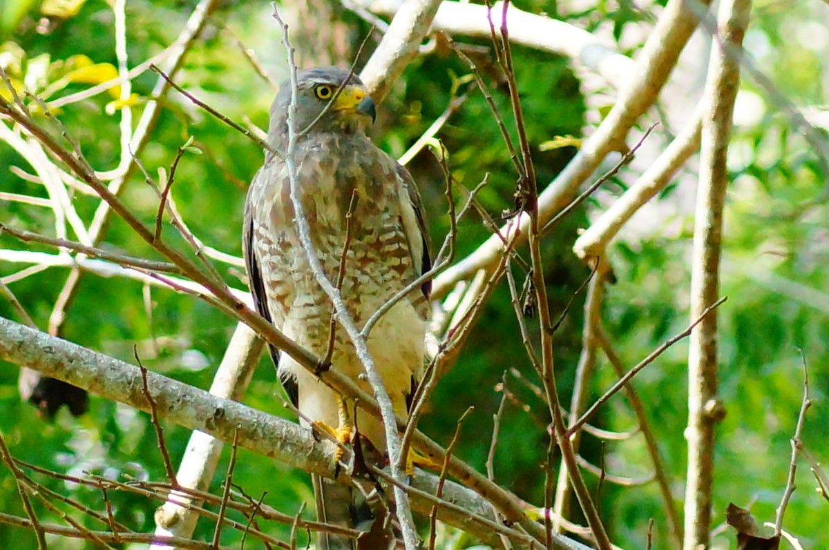 Roadside Hawk - ML645608414
