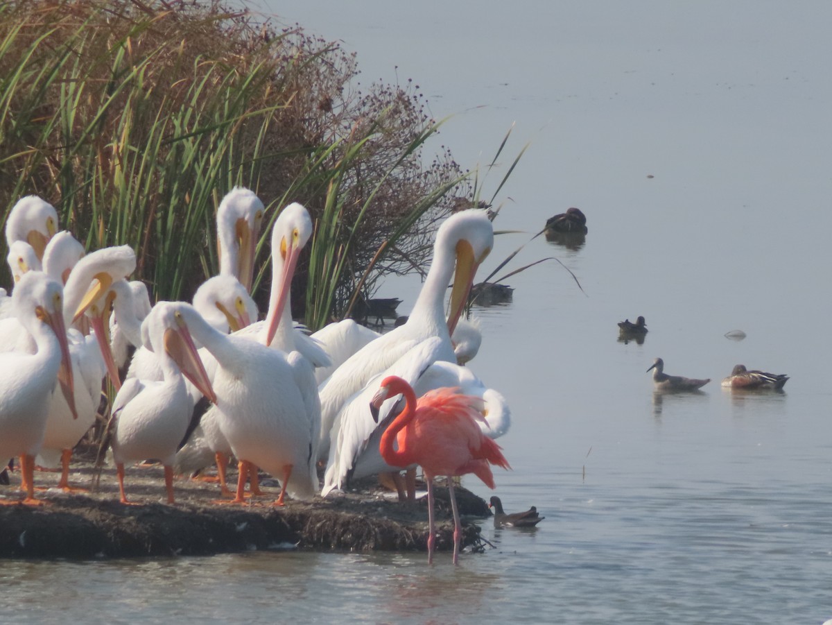 American Flamingo - ML645608417