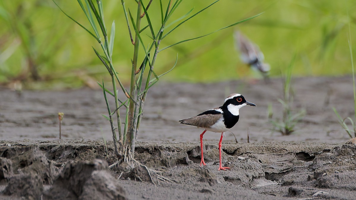Pied Plover - ML645608420