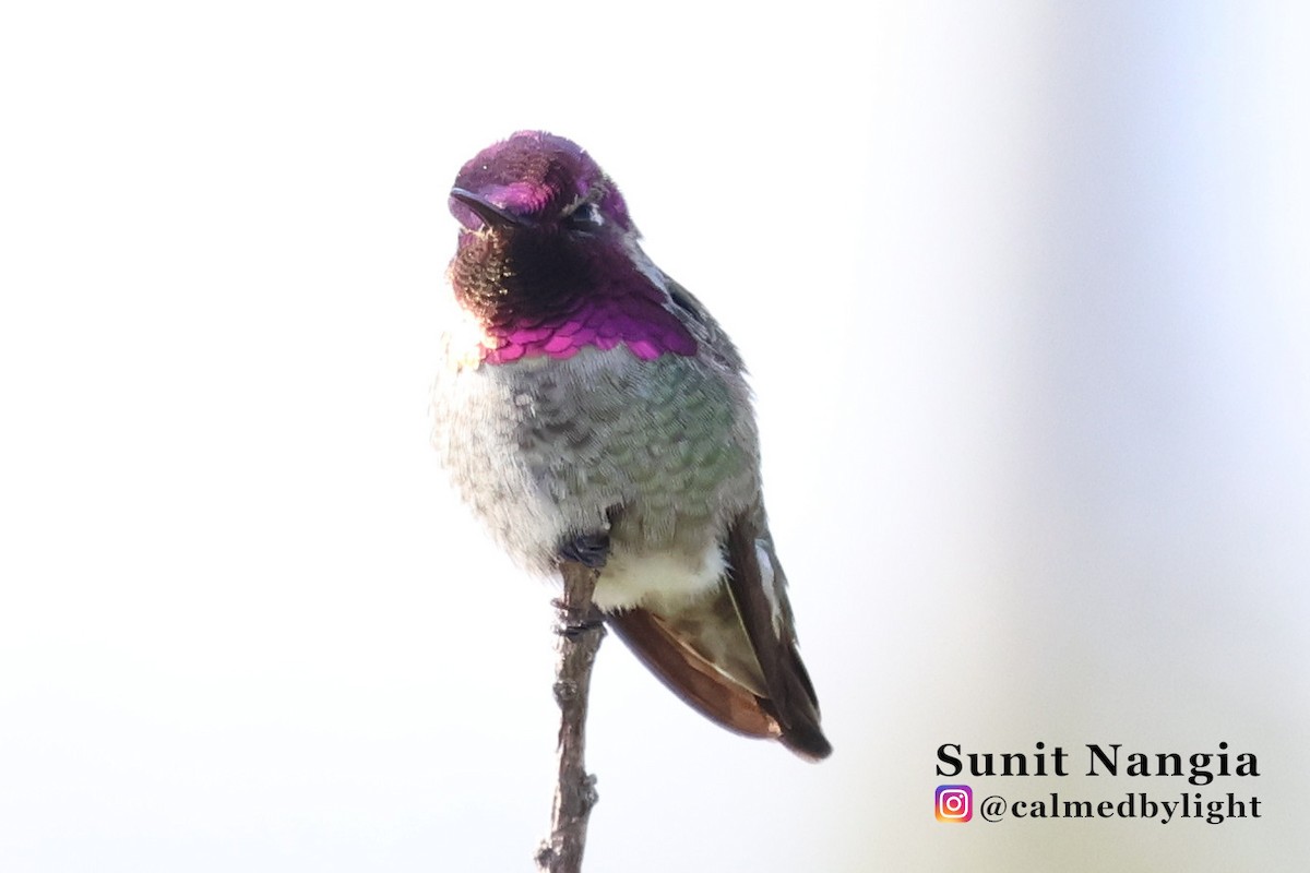 Anna's Hummingbird - ML645608421