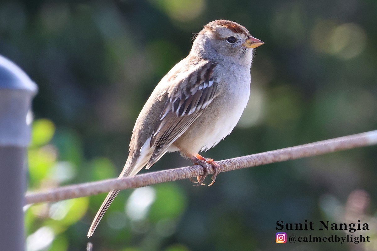 White-crowned Sparrow - ML645608423