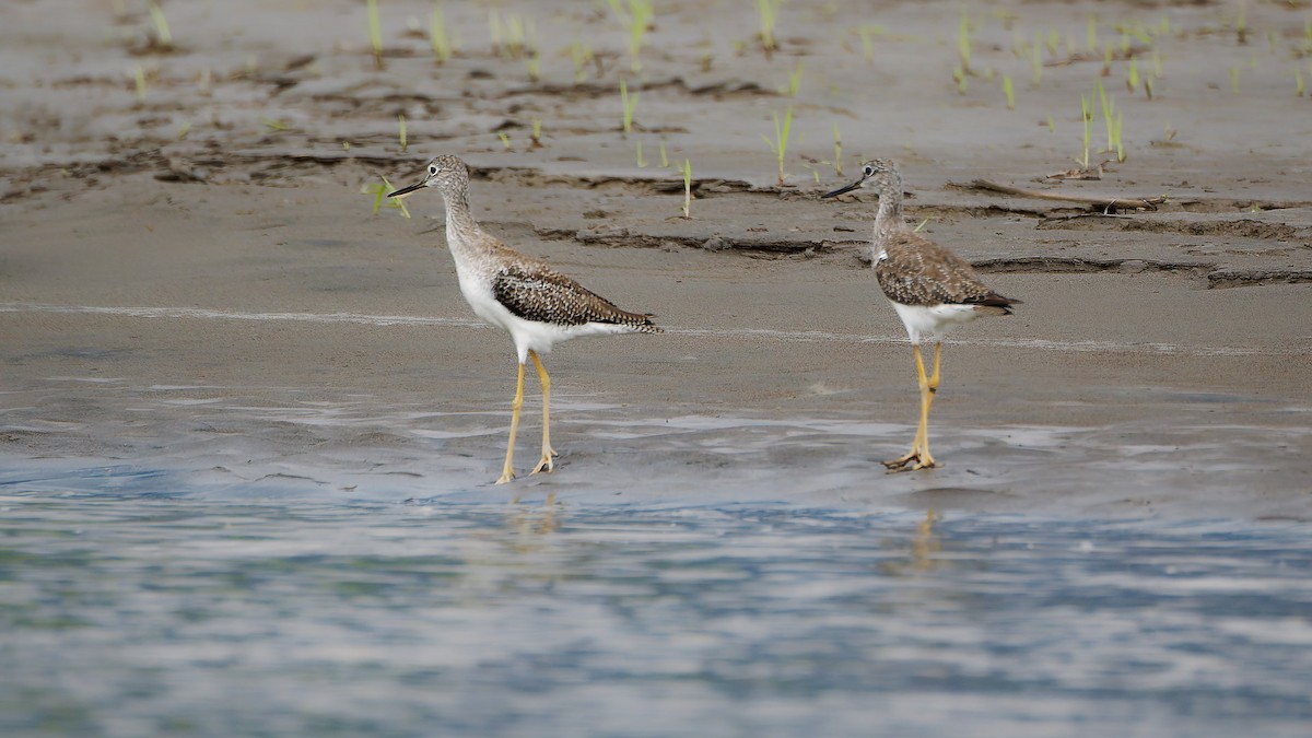Greater Yellowlegs - ML645608427