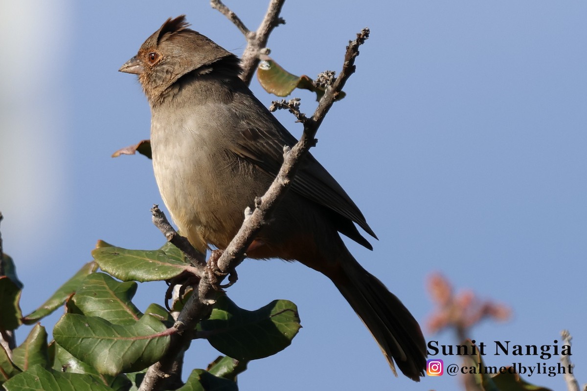 California Towhee - ML645608429