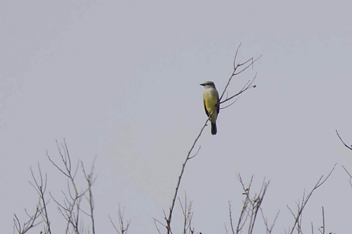 Western Kingbird - ML645608435