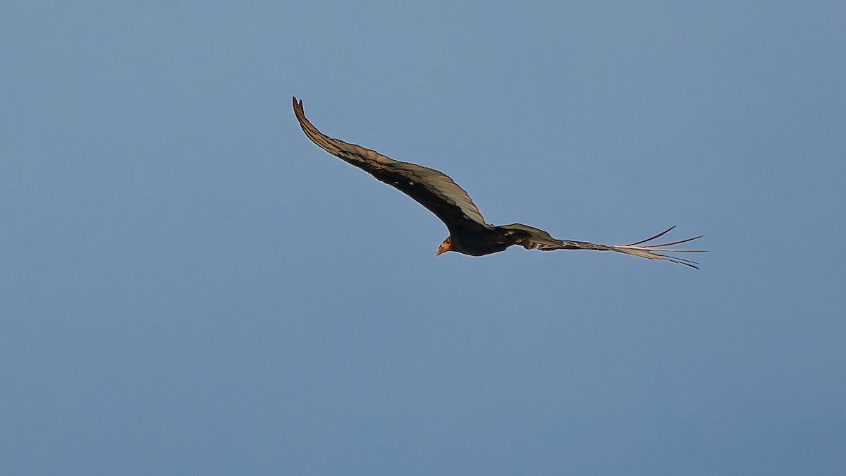 Lesser Yellow-headed Vulture - ML645608436
