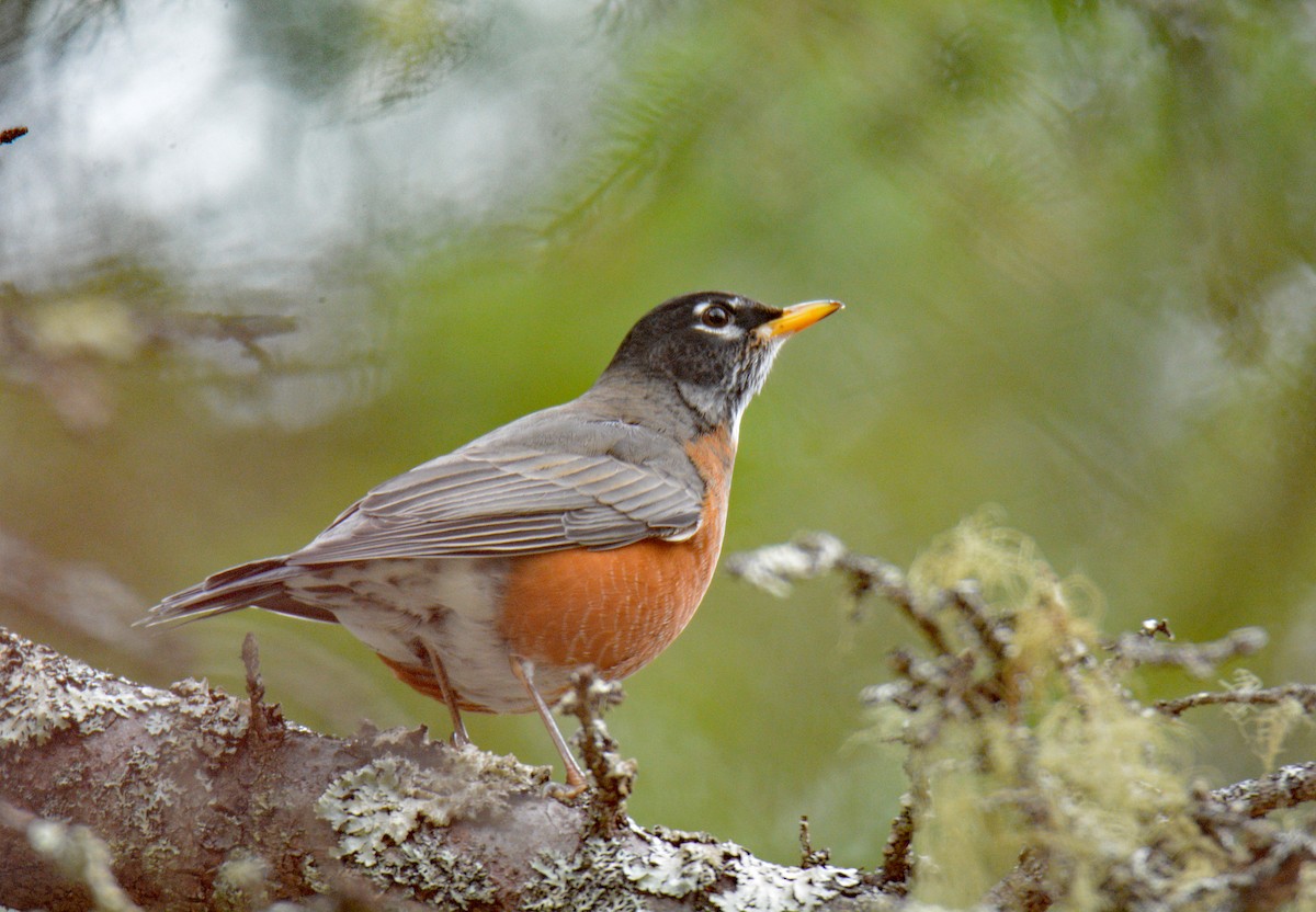 Merle d'Amérique - ML645608437