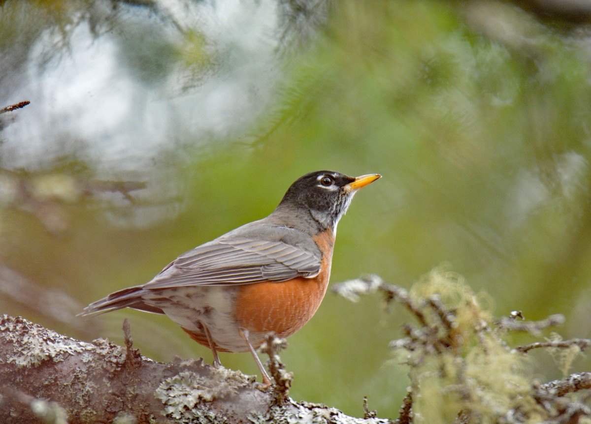 Merle d'Amérique - ML645608438