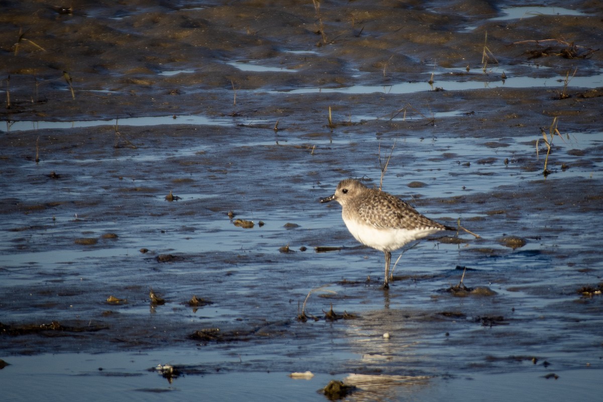 Pluvier argenté - ML645608440