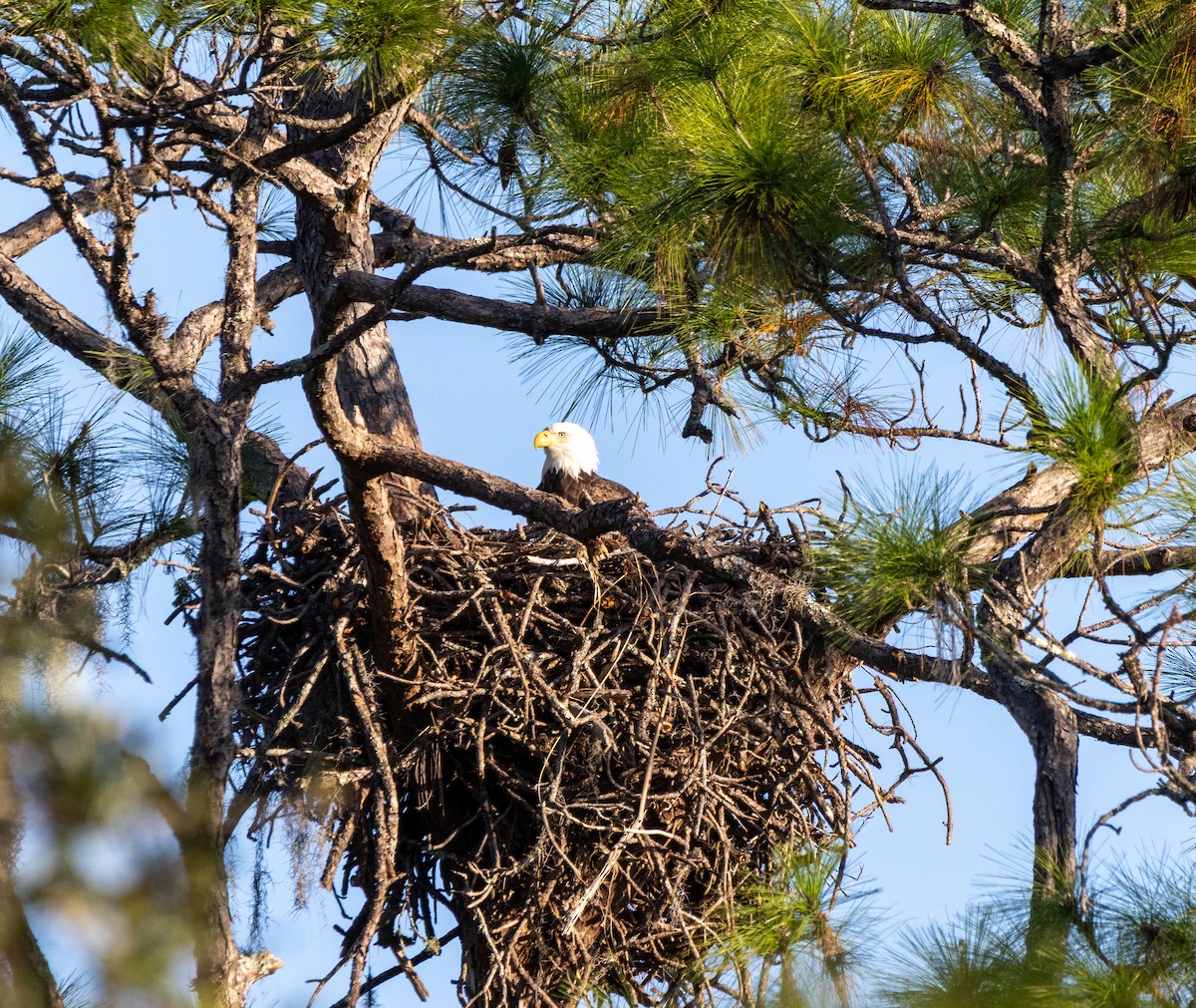 Pygargue à tête blanche - ML645608441
