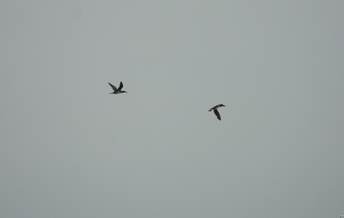 Fou de Bassan - ML645608442