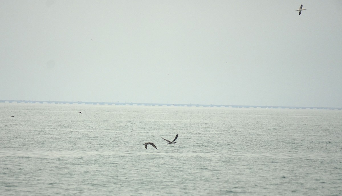 Fou de Bassan - ML645608443