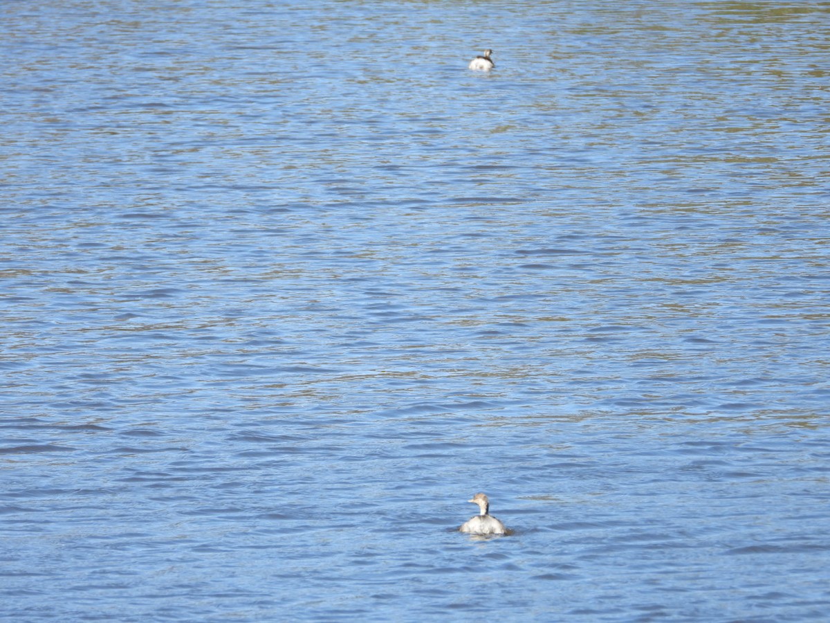 Grèbe argenté - ML645608445