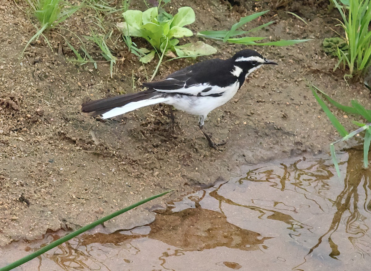 Bergeronnette pie - ML645608446