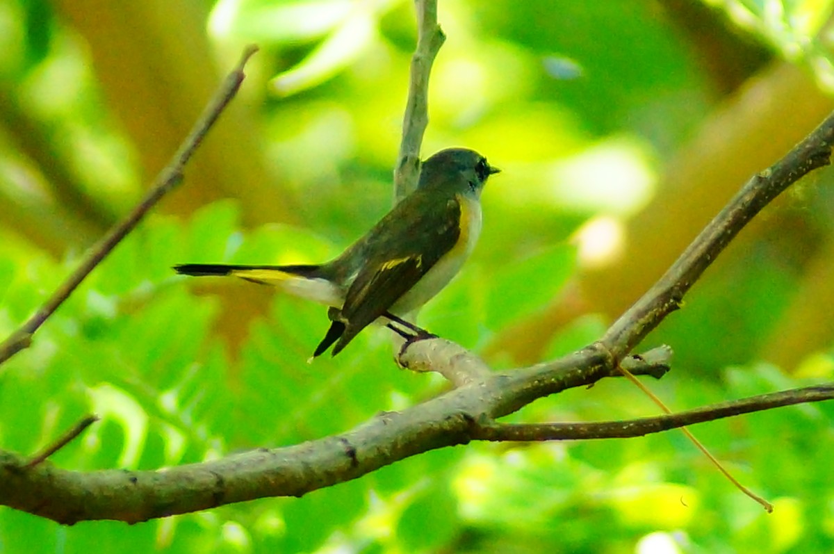 Paruline flamboyante - ML645608447