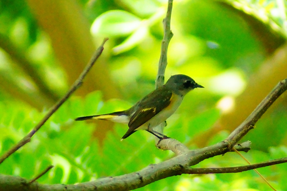 Paruline flamboyante - ML645608448