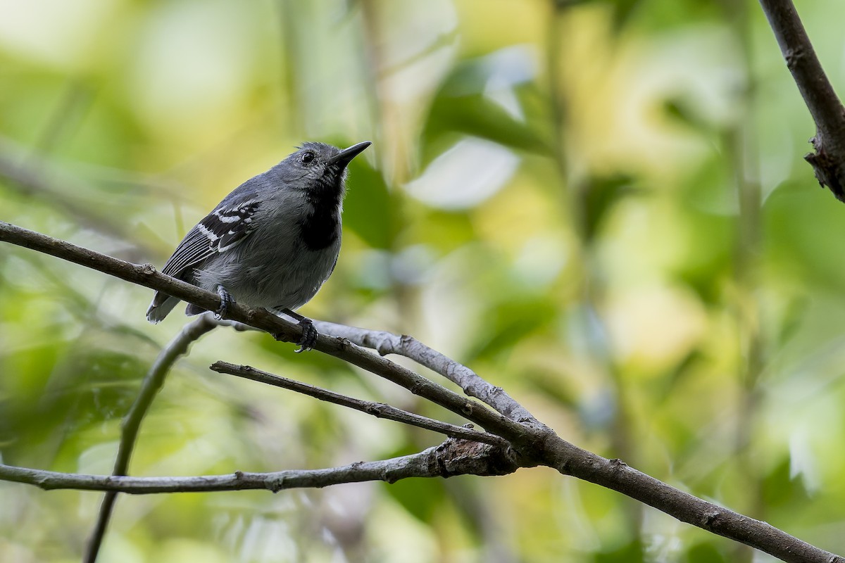 Myrmidon à queue blanche - ML645608449