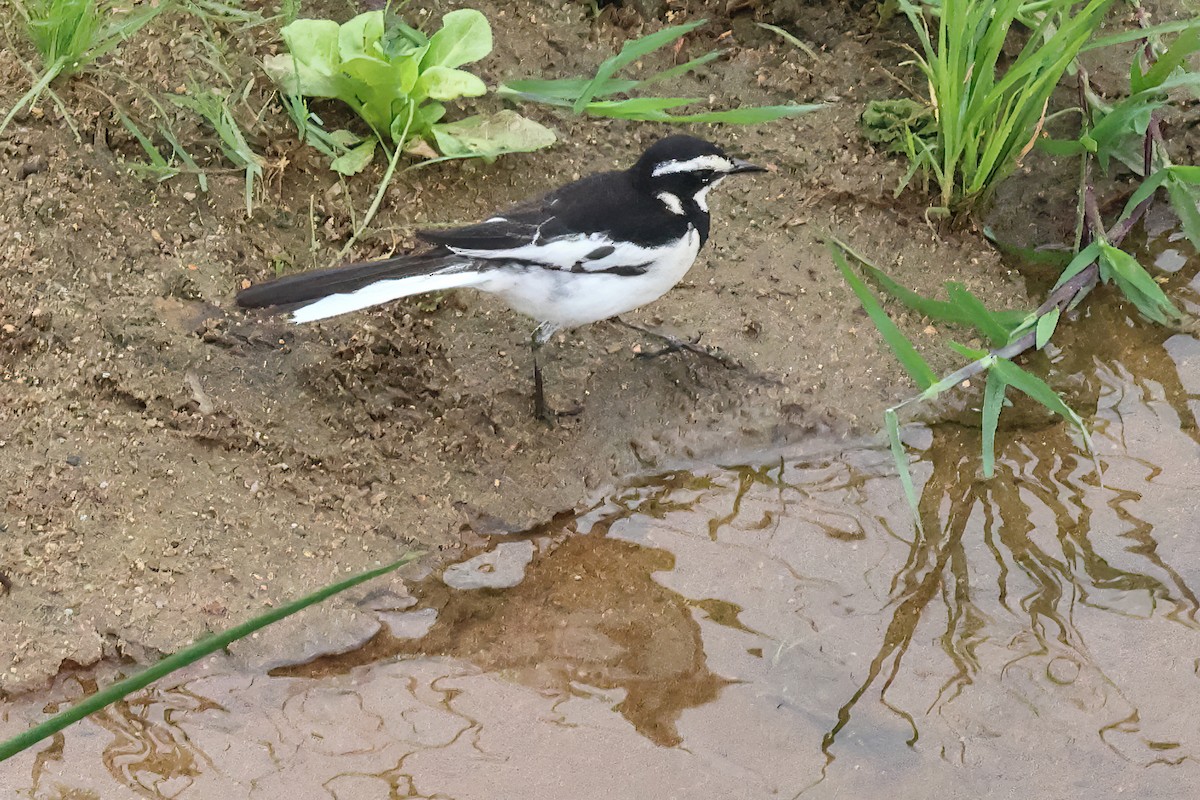 Bergeronnette pie - ML645608451