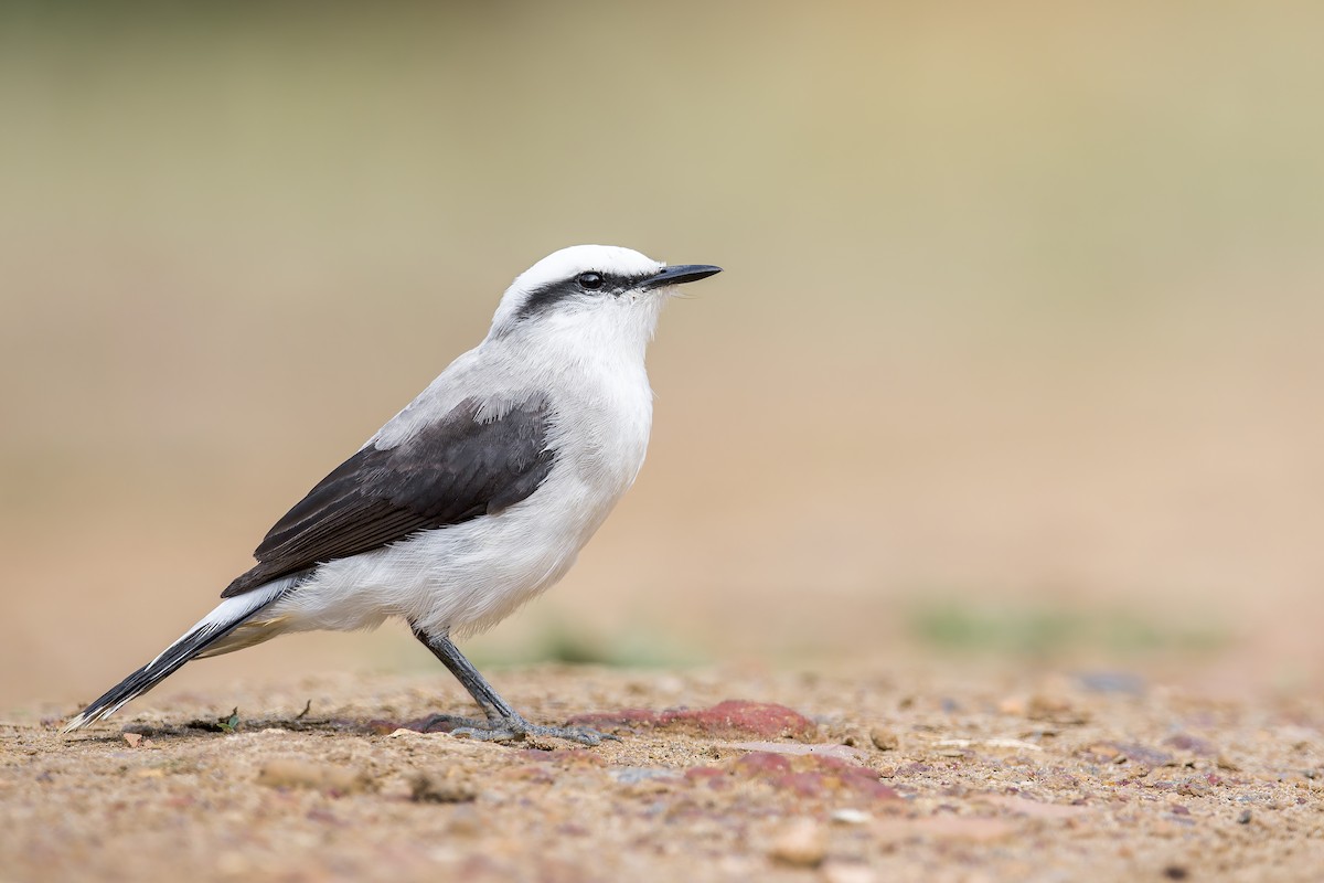 Moucherolle aquatique - ML645608453